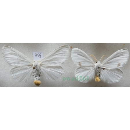 Euproctis similis (Fuessly, 1775) pair Kuprówka złotnica Slovakia99j